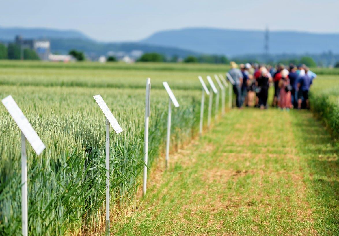 Particularité des Feldtage : il est rare de voir autant de variétés de céréales cultivées côte à côte.