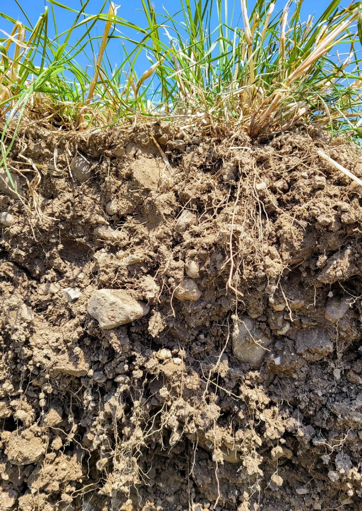 Ein gesunder Boden ist humös, krümelig, porös und nicht verdichtet.