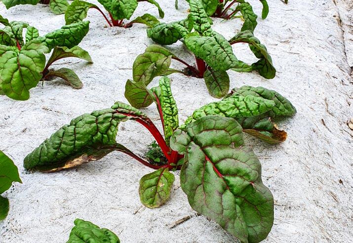 Vorgelochte Hanfvliese werden zum Beispiel im Gemüsebau eingesetzt. 