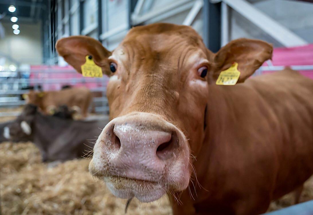 Suisse Tier 2023 unter dem Motto Effizienz