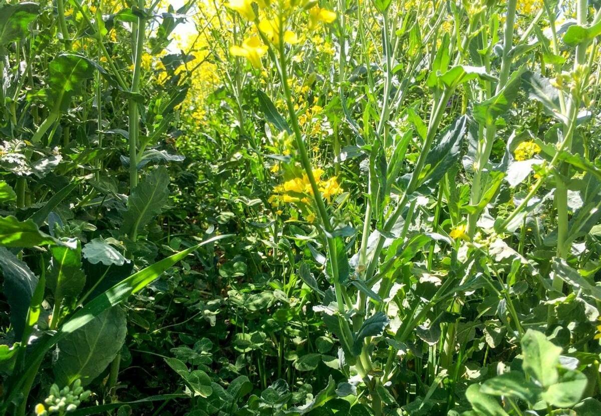 Untersaaten im Raps als Alter native zu Herbiziden unter drücken nicht nur Unkräuter. Die Leguminosen fixieren zusätzliche Mengen an Stickstoff im Boden...