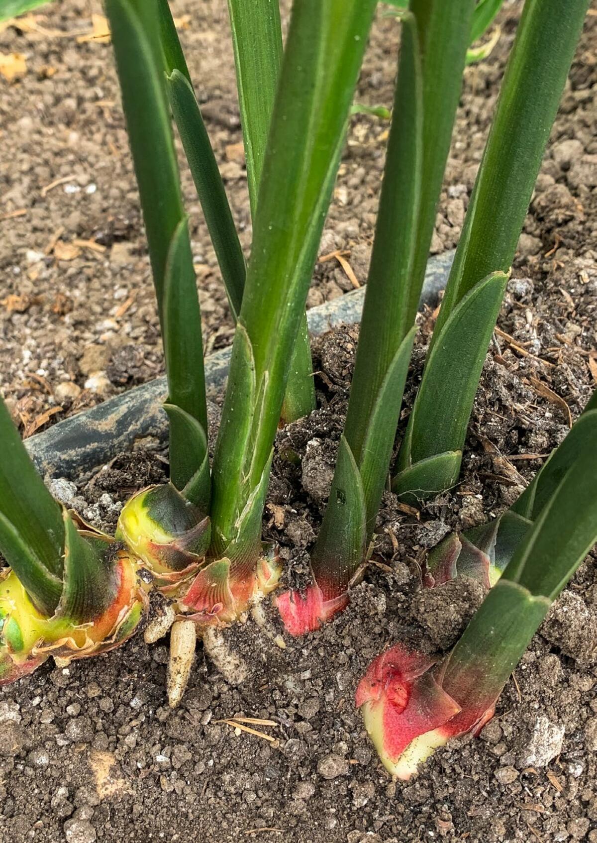 Plante de mi-ombre qui ne supporte pas trop de soleil, le gingembre a besoin de chaleur.