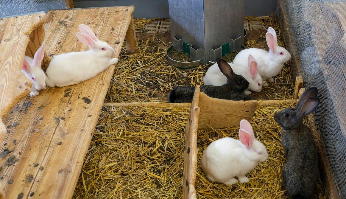 La durée de vie des lapins dans la production de viande est en moyenne de 84 jours.