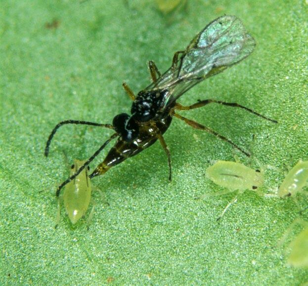 Die Schlupfwespe Aphidius colemani parasitiert eine Blattlaus.