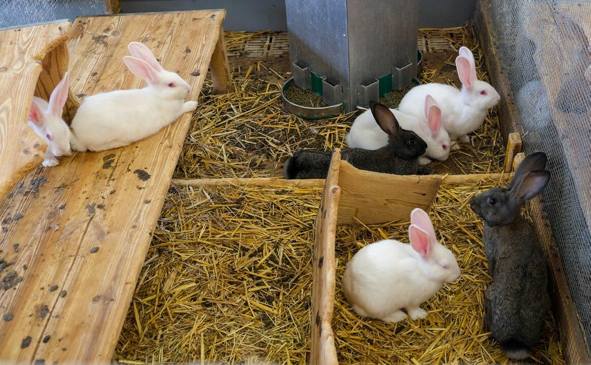 Die Lebensdauer von Kaninchen in der Fleisch produktion beträgt durchschnittlich 84 Tage.