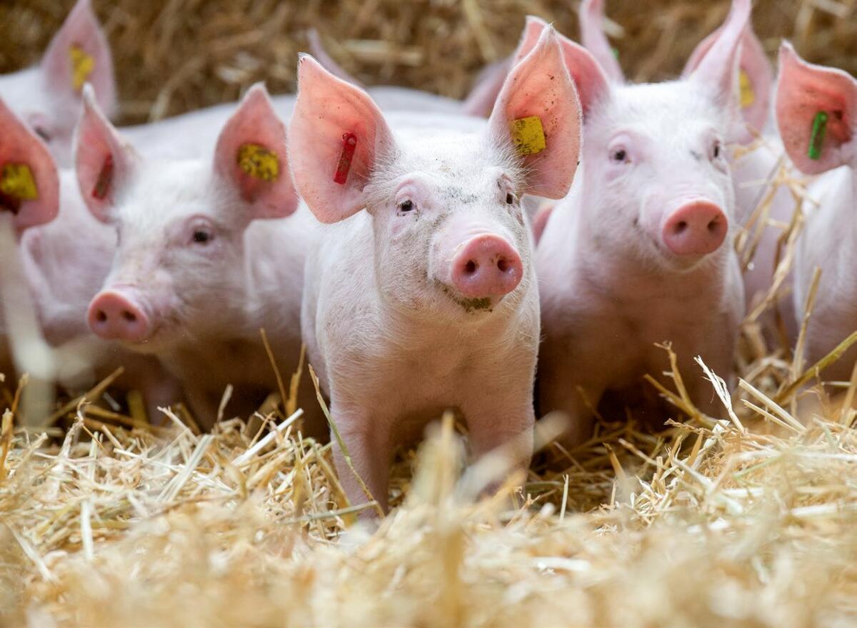 Du prix de la bourse à l’instrument de gestion