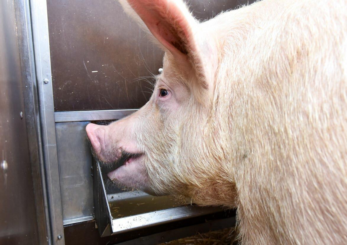 Eine Sau mit gutem Appetit ist weniger gefährdet. 