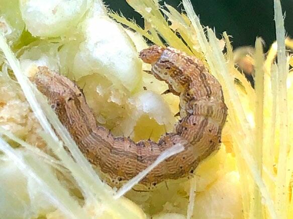 La larve de la noctuelle de la tomate apprécie aussi le maïs.