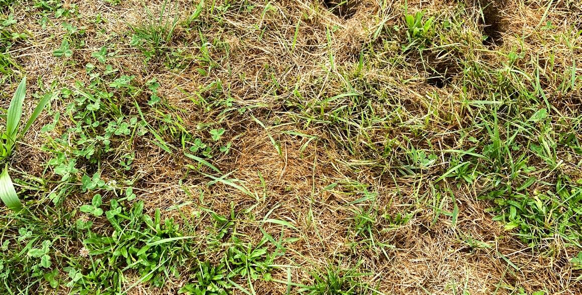 Avec 40 % de lacunes, la perte de rendement est déjà d’un quart. 