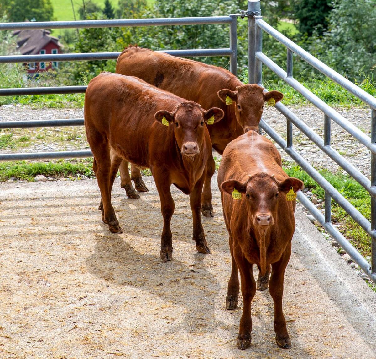 Les remontes d’engraissement sont élevées dans des exploitations d’élevage spécialisées jusqu’à l’âge d’environ cinq mois. 