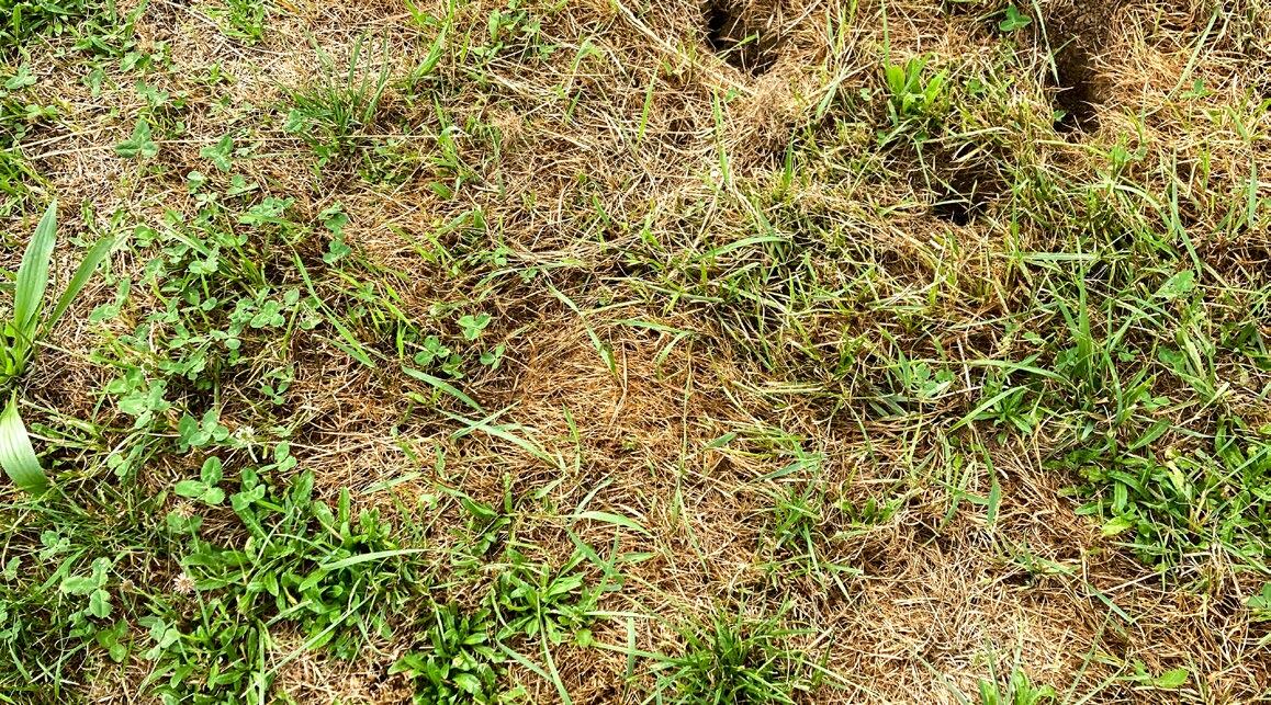 Bei 40 Prozent Lücken liegt der zu erwartende Ertragsausfall bereits bei einem Viertel des Ertrags.