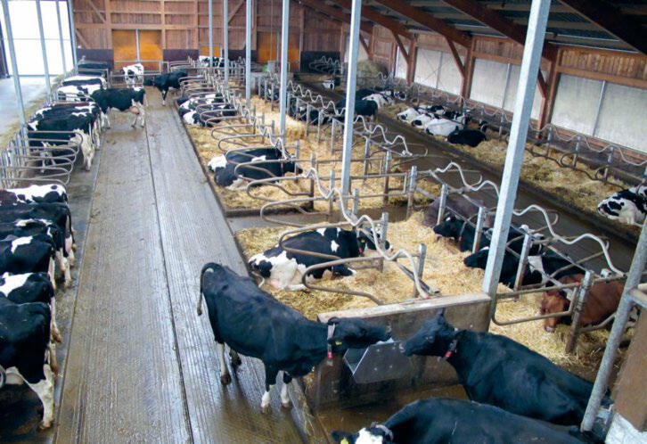 Aire d’affouragement surélevée : la surface est moins souillée par les excréments et l’urine, ce qui réduit les émissions d’ammoniac.