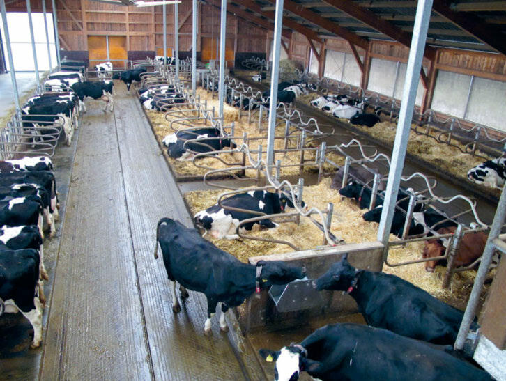 Erhöhter Fressstand: weniger mit Kot und Harn verschmutzte Fläche und somit geringere Ammoniakemissionen.