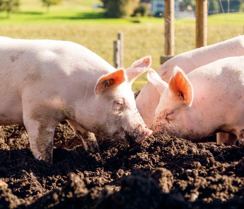 Fast ein Viertel der Zeit, in der Schweine wach sind, verbringen die Tiere mit Wühlen.