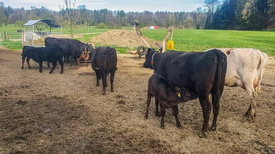 Vaches nourrices de l’exploitation Schneider pendant l’allaitement sur l’aire de jeux pour les veaux, qui sert également d’aire d’exercice élargie.