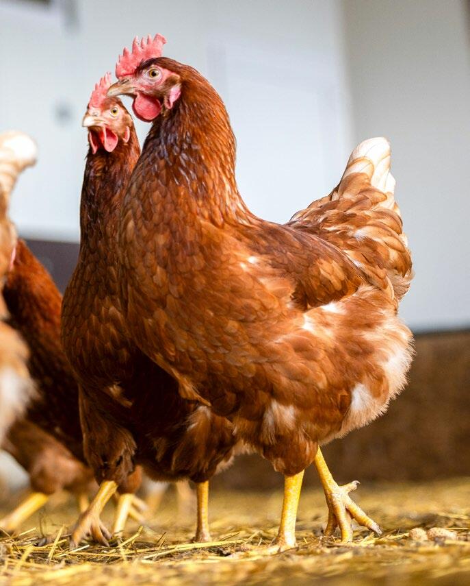 Le risque de sous-approvisionnement existe surtout pendant la 1 re phase, soit de l’installation à la 35 e semaine de vie, lorsque les poules commencent...