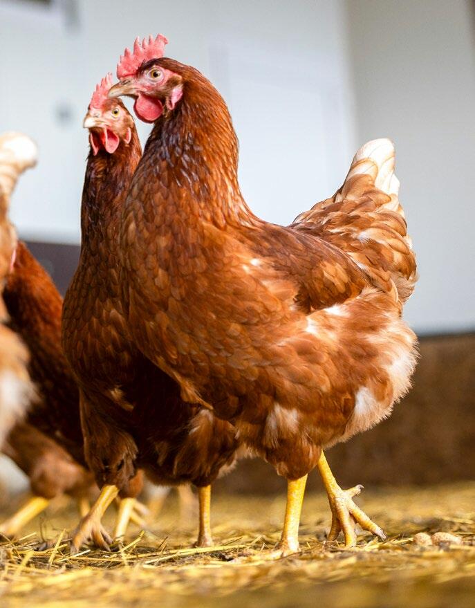 Das Risiko einer Unterversorgung besteht vor allem nach der Einstallung, wenn die Hennen zu legen beginnen und gleichzeitig Körpergewicht zulegen müssen...