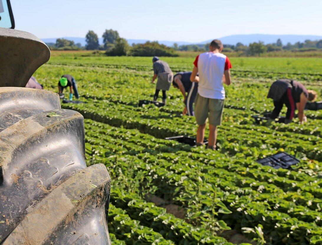 Die Schweizer Landwirtschaftsbetriebe beschäftigten 2022 rund 36 500 familienfremde Arbeitskräfte.