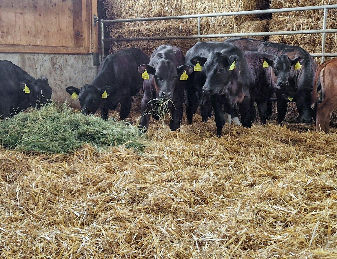 Le label Swiss Quality Veal (SQV) convient bien pour les exploitations qui engraissent leurs propres veaux femelles. 