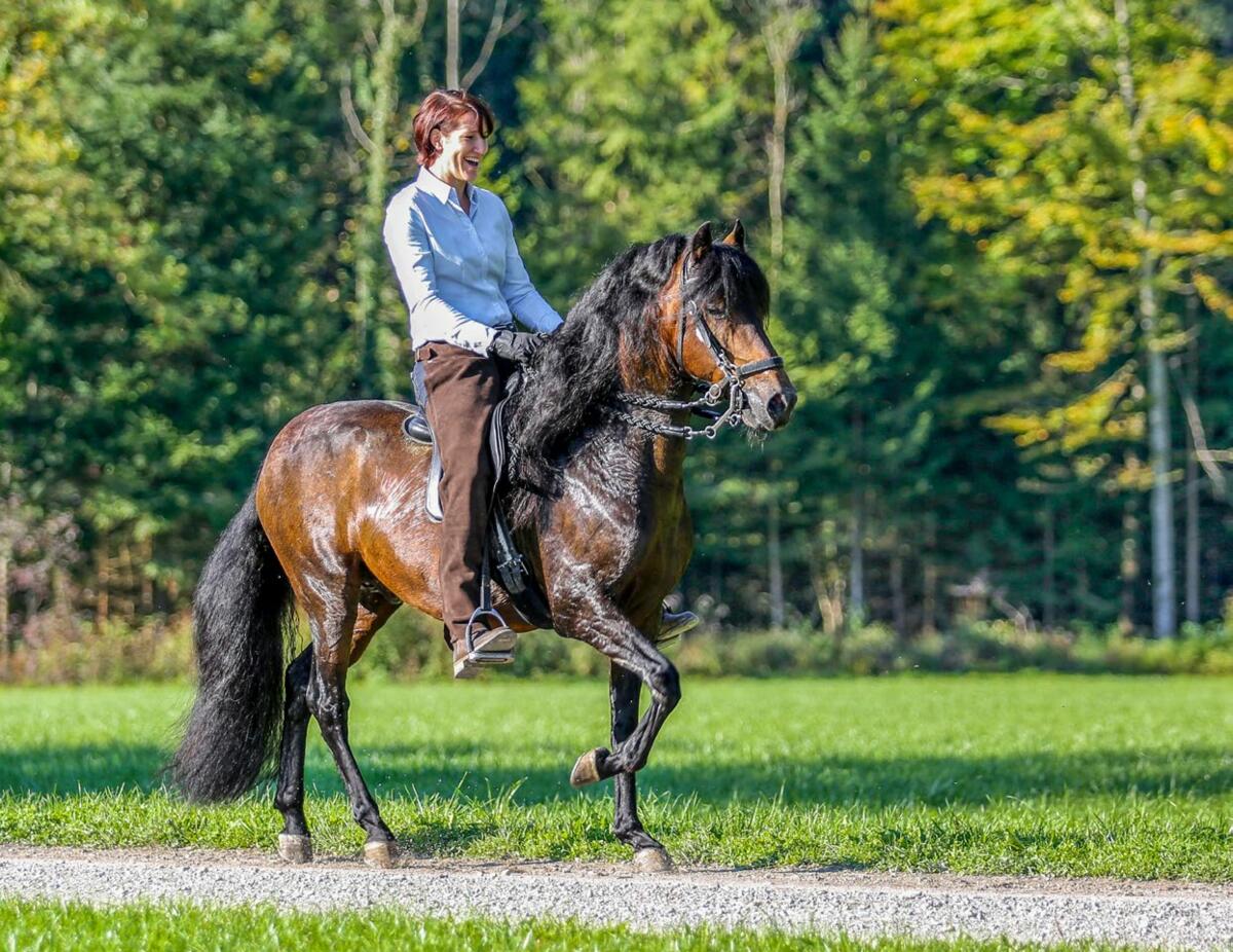 Claudia Greb monte l’étalon Cazador de Luna Llena au tölt, avec un appui sur trois jambes, ce qui signifie que le cheval touche le sol avec trois sabots...