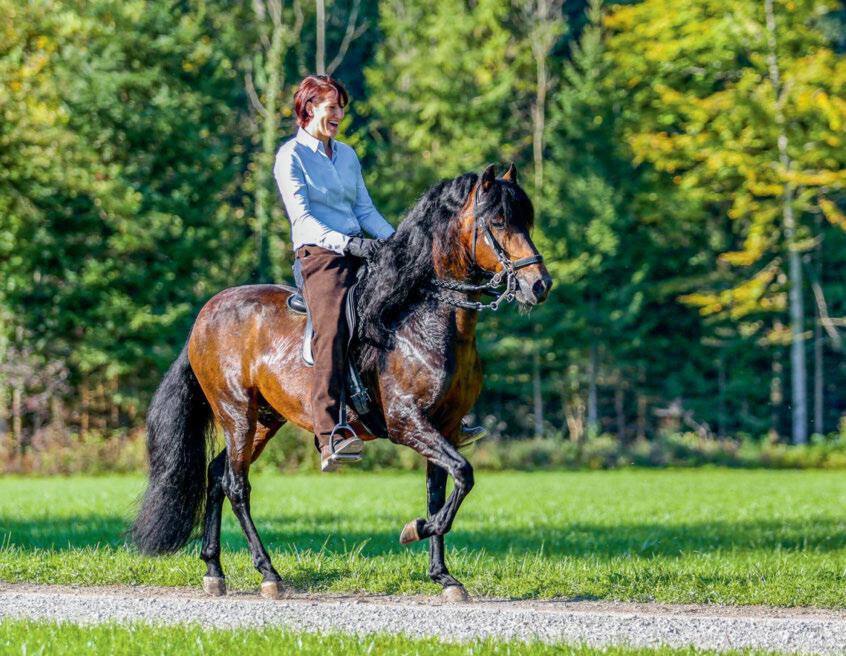 Claudia Greb auf dem Hengst Cazador de Luna Llena. Das Pferd zeigt die sogenannte Dreibeinstütze beim Tölten. Es berührt also mit drei Hufen gleichzeiti...