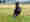alt_text