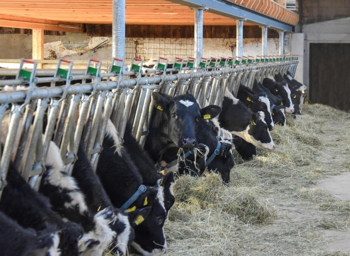 Werden die Rinder spät besamt, ist eine Anpassung der Fütterung notwendig, um einer Verfettung vorbeugen zu können.