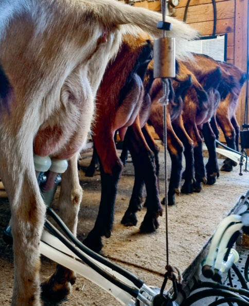 Il est tout à fait possible de prolonger la lactation chez les chèvres.