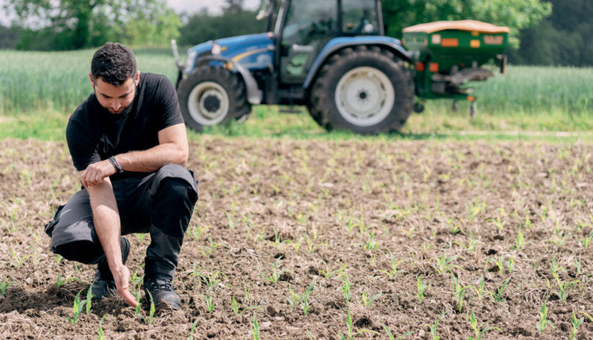 Bei hohen N-Gaben nimmt Mais weniger Stickstoff aus dem Boden auf und das Risiko für N-Verluste steigt. 
