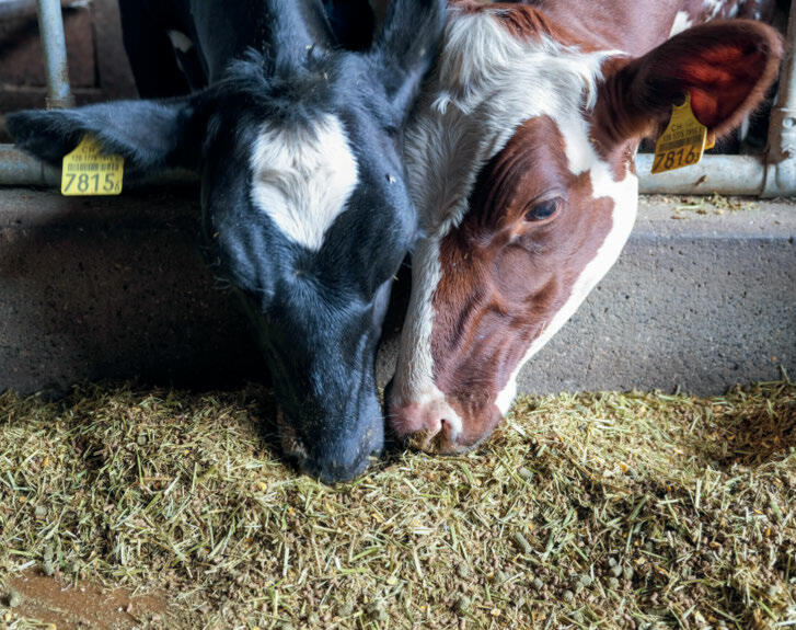 Ein Kälbermash ist eine optimale Möglichkeit, Aufzuchtkälber und -rinder konstant und unkompliziert zu füttern .