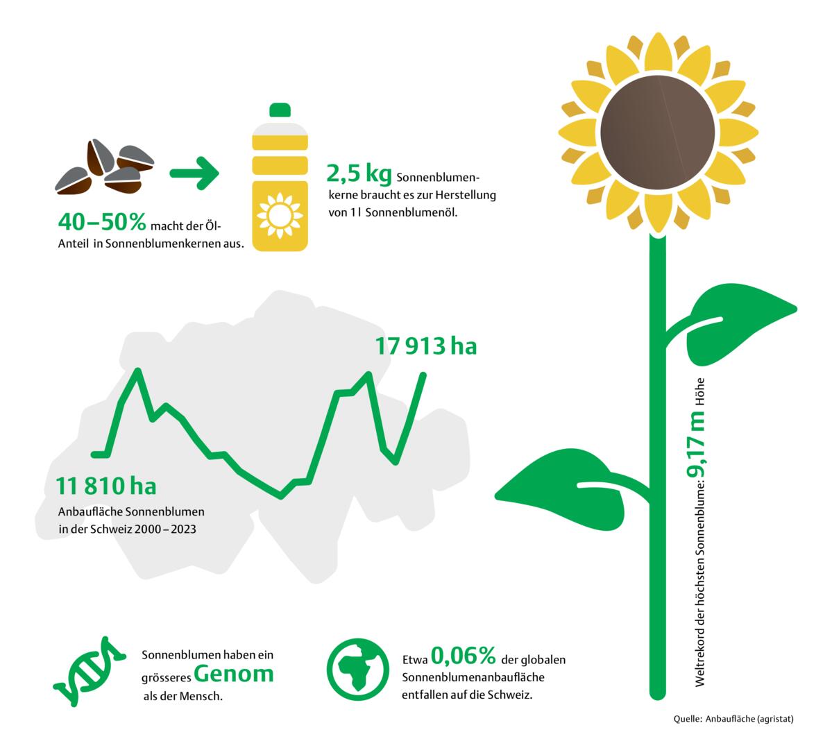 Wissenswertes zur Sonnenblume