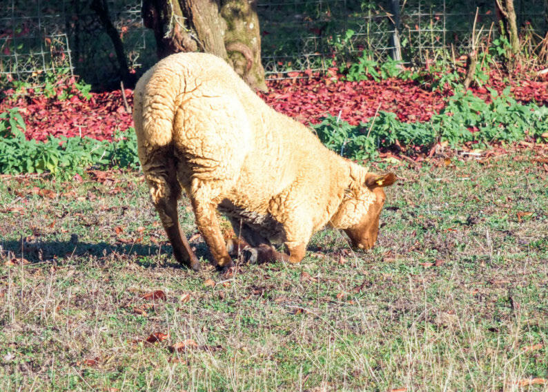 Comportement typique : un mouton souffrant du piétin pâture sur les genoux. 