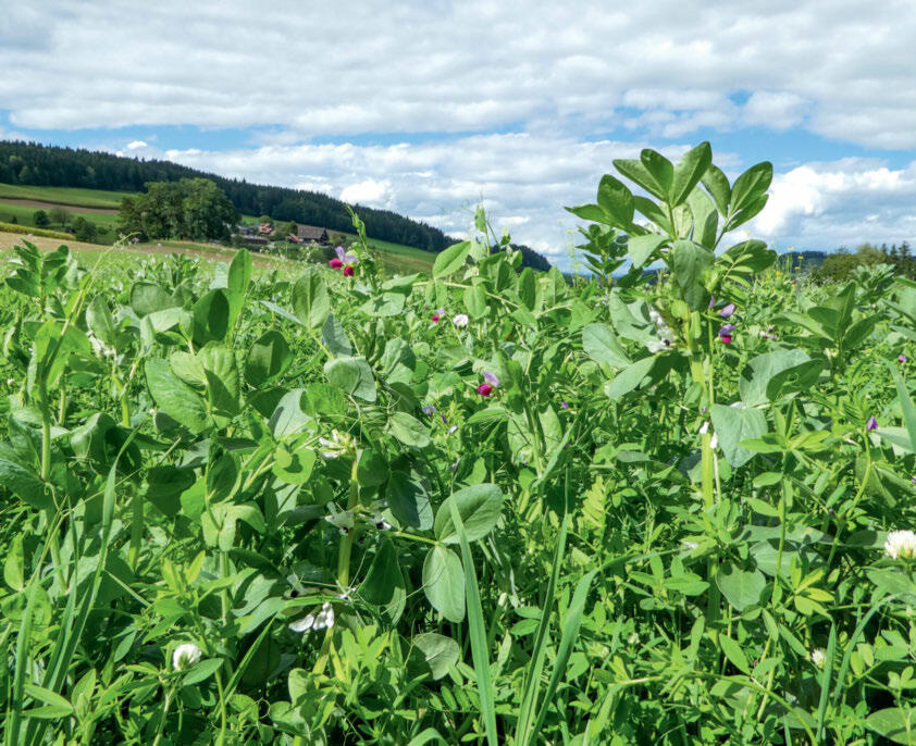 S’agissant des engrais verts, il convient de planifier suffisamment tôt la bonne gestion de la biomasse aérienne et souterraine.