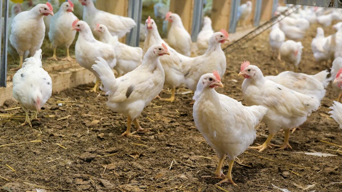 Les coqs frères sont souvent élevés dans des poulaillers de poulettes.