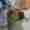alt_text
