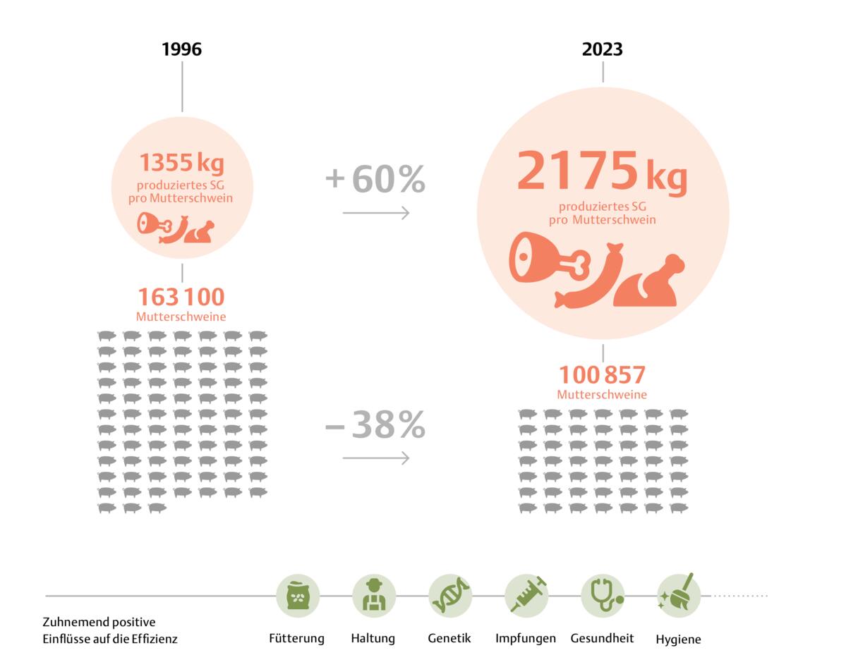 Effiziente Schweinezucht in der Schweiz