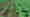 alt_text