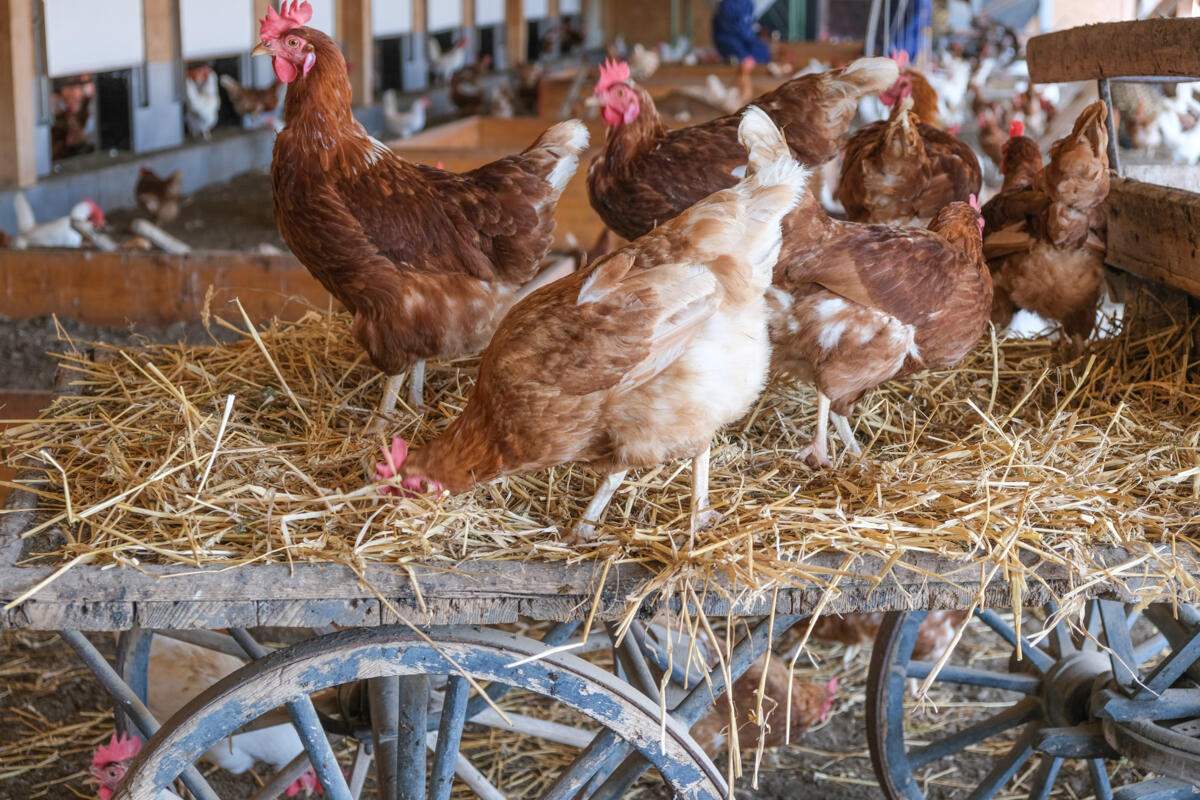Beschäftigung im Hühnerstall
