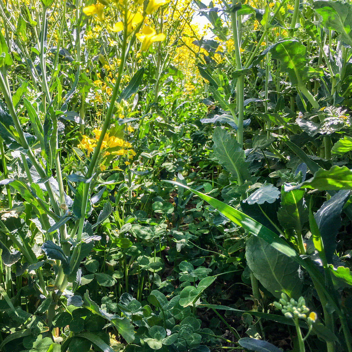 Kleegrasuntersaaten in Rapskulturen verbessern die CO 2 -Bilanz, indem sie den Humusgehalt im Boden erhöhen und damit dessen Kohlenstoffspeicherung verb...