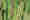 alt_text