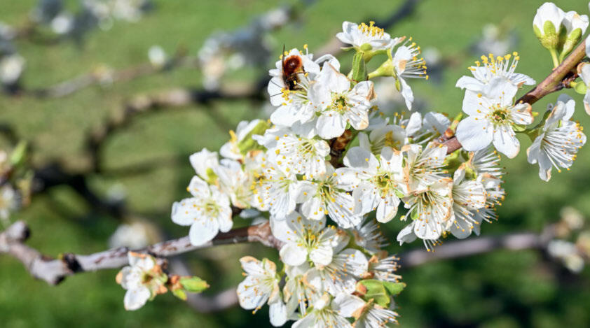 Les abeilles sauvages pollinisent très efficacement.