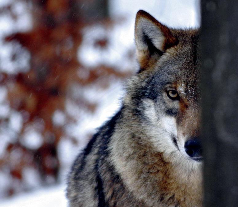 Les colliers à phéromones sont un outil innovant pour protéger le bétail contre les attaques de loups. 