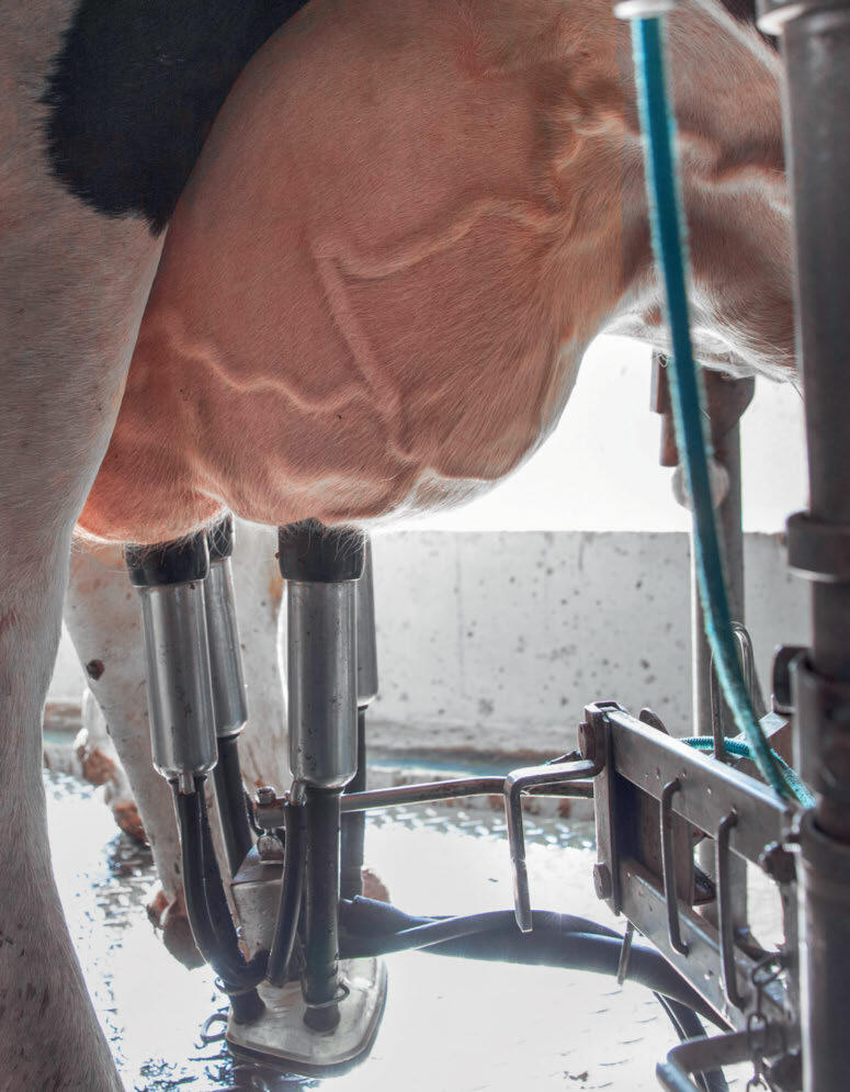 Facteurs d’influence de la teneur en cellules du lait