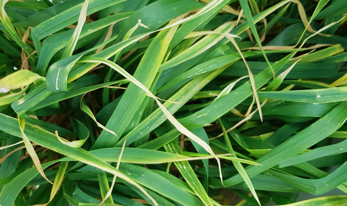 En cas de carence aiguë, comme un déficit en manganèse, les symptômes ne sont pas toujours faciles à interpréter. Ici, les feuilles jeunes à moyennement...