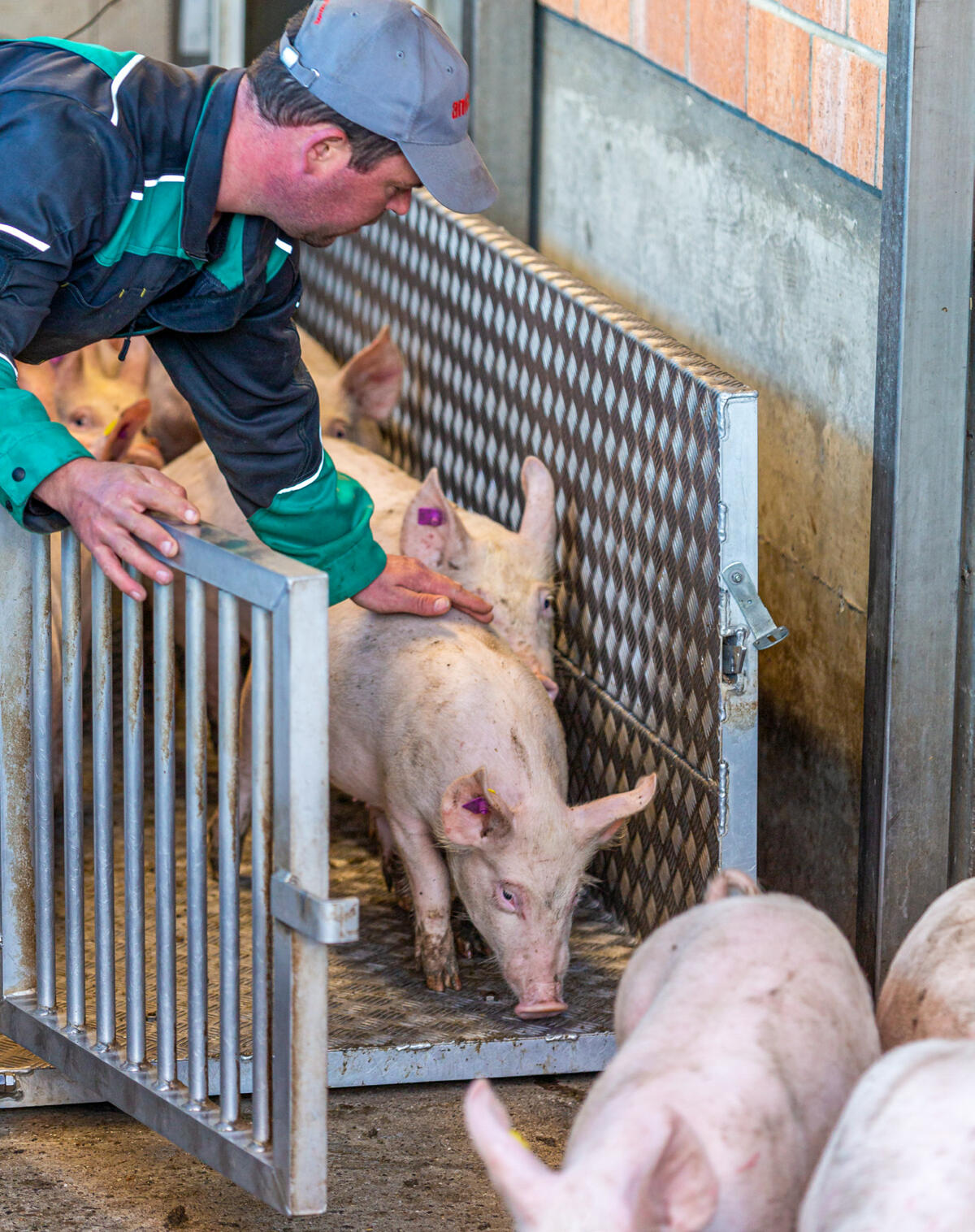 Bevor Tiere verladen werden, muss deren Transportfähigkeit beurteilt werden.