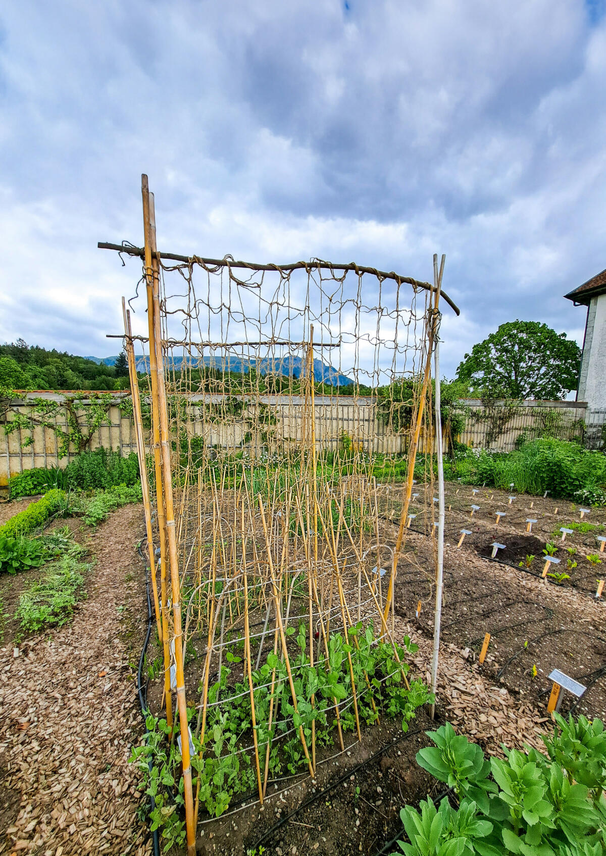 Rankgerüste für Erbsen und Kefen sollten bis zu 140 cm hoch sein.