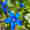 alt_text