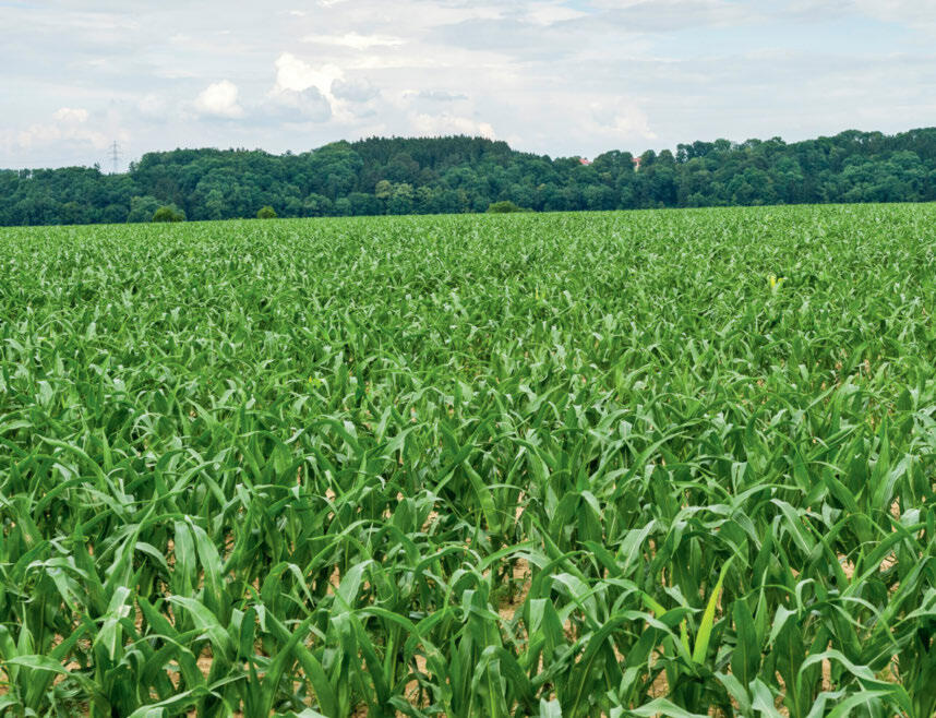 Le maïs requiert une grande quantité d’azote à partir du stade 8-10 feuilles. 