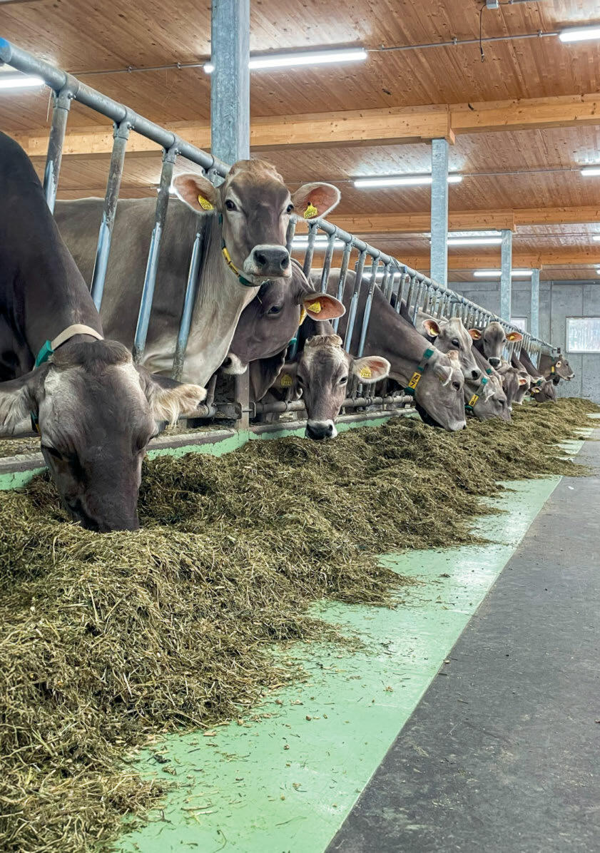 Le choix des semences influe directement sur la qualité du fourrage de base.