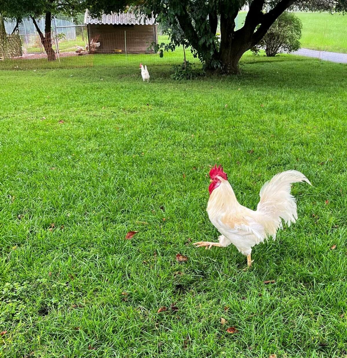Paradant fièrement, le coq apprécie manifestement l’aire de sortie désormais reverdie.